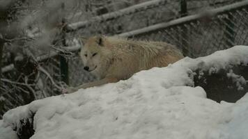 video van arctisch wolf in dierentuin