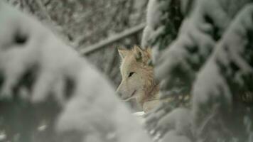 Video of Arctic wolf in zoo