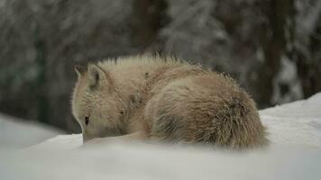 vídeo do ártico Lobo dentro jardim zoológico video