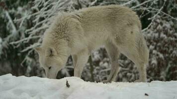 vídeo do ártico Lobo dentro jardim zoológico video