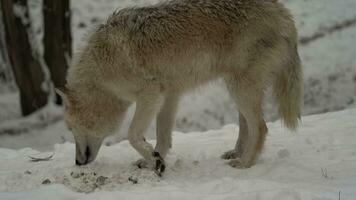 video van arctisch wolf in dierentuin