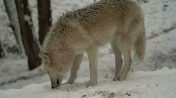 vídeo de ártico lobo en zoo video