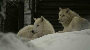 video di artico lupo nel zoo