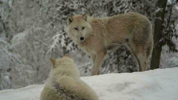 vídeo do ártico Lobo dentro jardim zoológico video