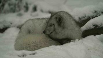 vídeo do ártico Raposa dentro jardim zoológico video
