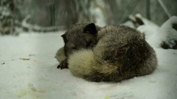 Video of Arctic fox in zoo