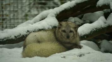 Video of Arctic fox in zoo