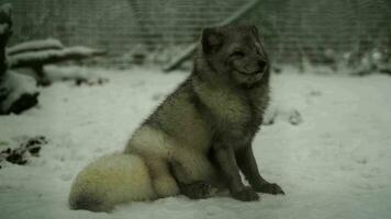 Video of Arctic fox in zoo