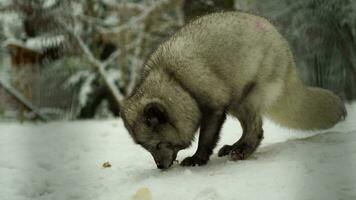 Video of Arctic fox in zoo