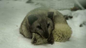 Video of Arctic fox in zoo