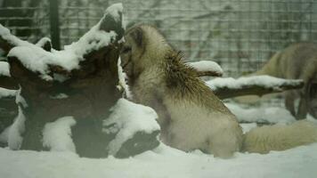 Video of Arctic fox in zoo