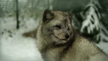 Video of Arctic fox in zoo