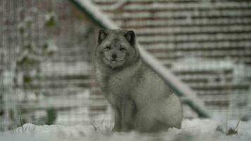 Video of Arctic fox in zoo