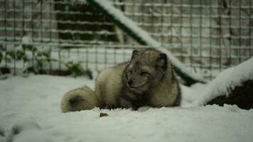 Video of Arctic fox in zoo