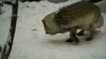 Video of Arctic fox in zoo