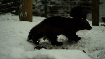 Video of Wolverine in zoo