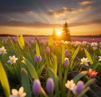 ai generado cerca -arriba de un púrpura tulipanes y blanco margaritas . primavera puesta de sol paisaje foto