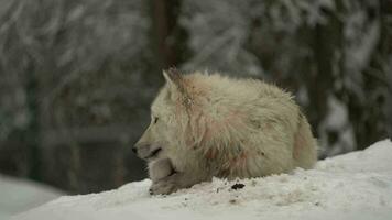 video av arktisk Varg i Zoo