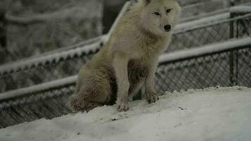 video di artico lupo nel zoo
