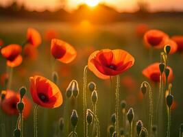 AI generated Close-up of a poppies in the summer meadow at sunset. photo