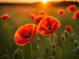 ai generado de cerca de un amapolas en el verano prado a puesta de sol. foto