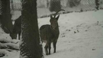 vídeo de siberiano cabra montés en nieve video