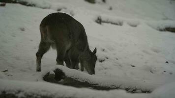 vídeo do himalaia tahr dentro neve video