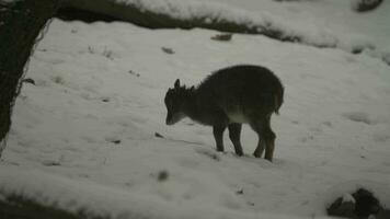Video of Himalayan Tahr in snow