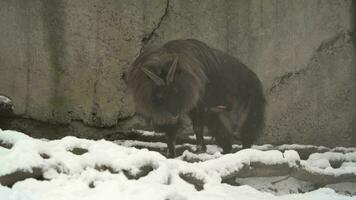 Video of Himalayan Tahr in snow