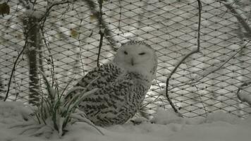 video van besneeuwd uil in dierentuin