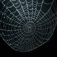 AI generated Spider Web Isolated in Black Background Ai Generative photo