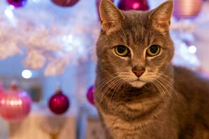 a cat in front of a festively decorated christmas tree photo