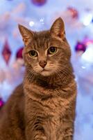 a cat in front of a festively decorated christmas tree photo