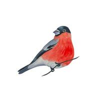 Bullfinch on a branch, watercolor illustration vector