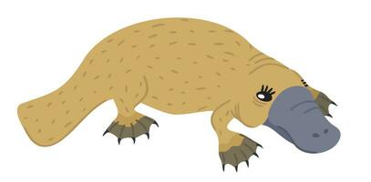 Platypus. Australian animal. Vector isolated illustration