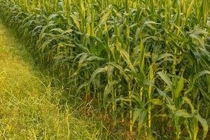 The green corn stalks are popping ears. photo