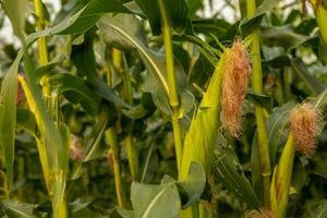 el verde maíz tallos son estallar orejas. foto