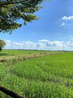 green rice field with blue sky in Chachoengsao Thailand photo