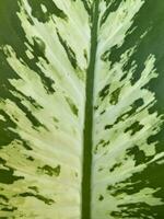 macro photo of a Dieffenbachia leaf in the garden