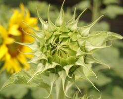 close up sunflower in nature garden photo