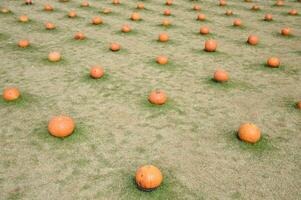 orange and white pumpkins on the ground, autumn season background photo