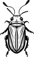 black and white illustration of a beetle photo