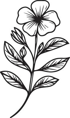Birth flower Periwinkle doodle bouquet of flower design for card or print. hand-painted Periwinkle flowers illustration isolated on white backgrounds, engraved ink art floral coloring pages, and books