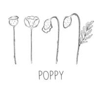 Sketch of Poppy Flower Vector illustration in Doodle style. Botanical healing herbs. Rustic trendy greenery