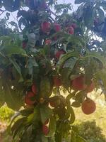 Peach tree loaded with an abundance of peaches on its branches photo