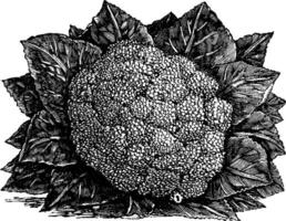 brócoli o Brassica oleracea Clásico grabado vector