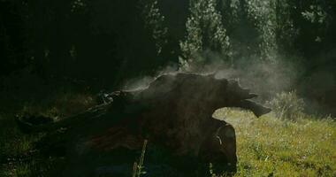 an old tree stump in the Altai forest video