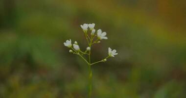 autumn in the southern Urals video