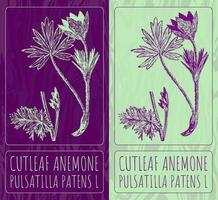 Vector drawings CUTLEAF ANEMONE. Hand drawn illustration. Latin name PULSATILLA PATENS L.