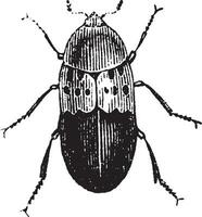 Larder beetle, vintage engraving. vector
